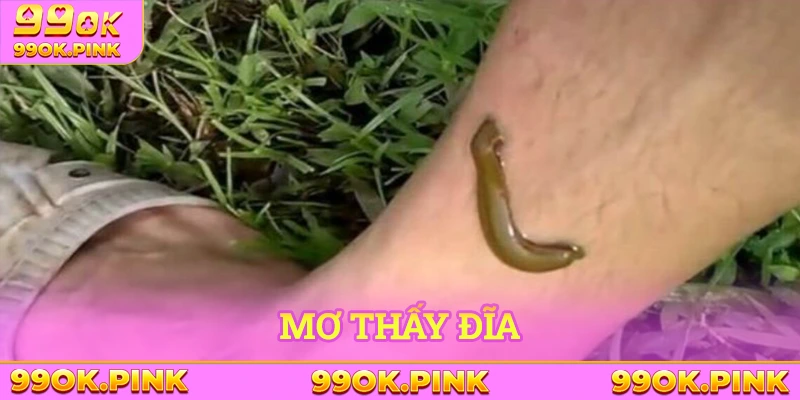 Mơ thấy đĩa